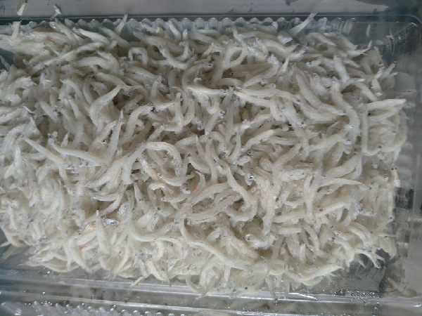 Giá cá mờm khô rẻ nhất Giá cá mờm khô rẻ nhất
