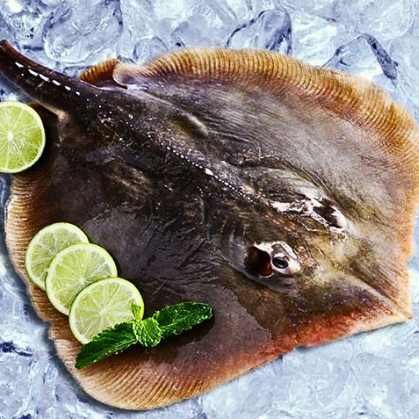 cá đuối giá sỉ
