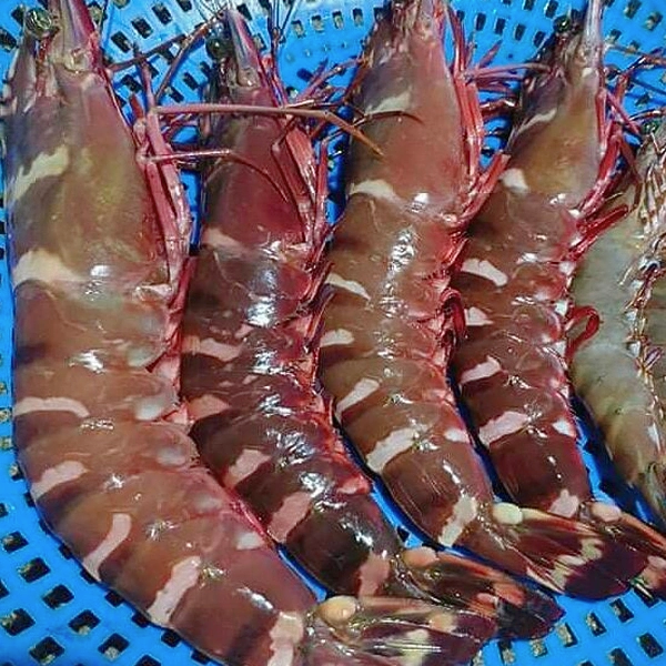Tôm sú biển giá sỉ 
