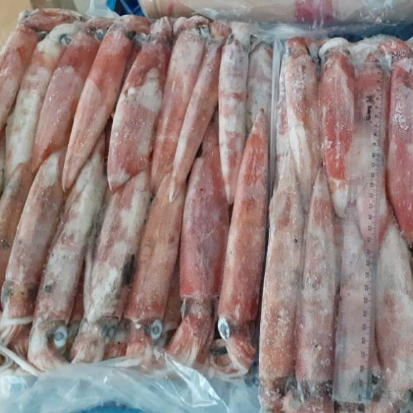 Mực ống cấp đông giá sỉ