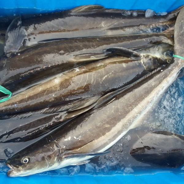 cá bớp biển giá sỉ 