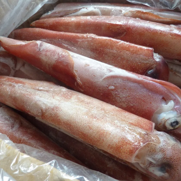 Mực ống cấp đông giá sỉ