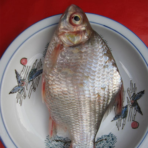 khô cá dãnh giá sỉ