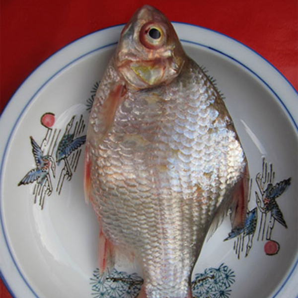 Cá dãnh giá sỉ