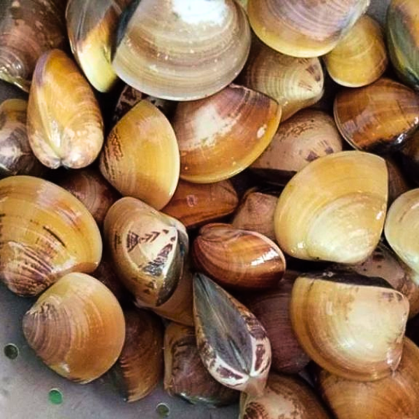 Ngao vạng giá sỉ